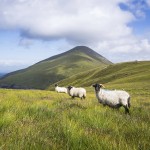 Voyage scolaire Galway 