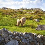 Voyage scolaire Galway 