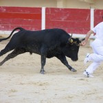 Voyage scolaire Camargue