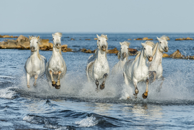 Voyage scolaire Camargue